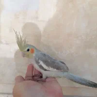 عروس هلندی ۳ماهه ماده دستی