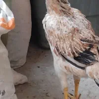 مرغ لاری در حال تخم