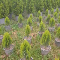 کامیس  نوکدار