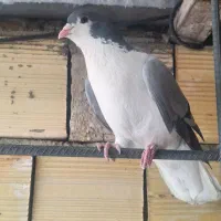 چادری