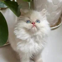 بچه گربه بریتیش پرشین(صورت خرسی)
