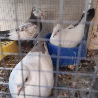 کبوتر دمبی(پرنده)