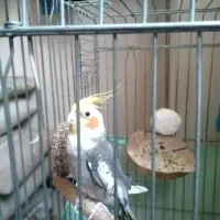 عروس هلندی نر آوازخوان