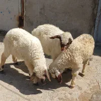 بره