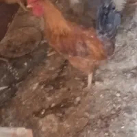خروس
