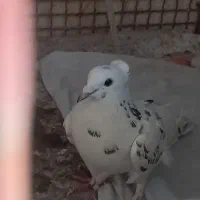 کبوتر ۳۰۰