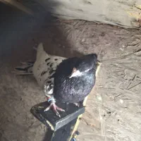 کبوتر|پرنده|اهواز, شهرک برق|دیوار