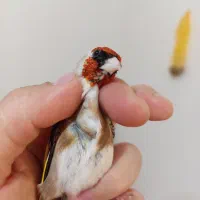 سهره چونه سفید خطی مست مست