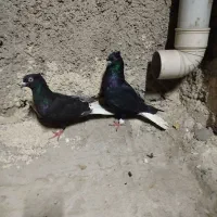پرنده اشعل