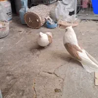 کبوتر