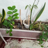 گل های اپارتمانی