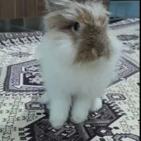 خرگوش لهستانی