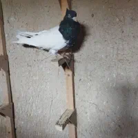 کله سیاه