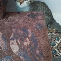 واگذاری بچه گربه