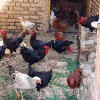 خروس محلی