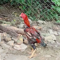 خروس