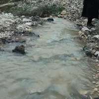 نیازمند باغبان