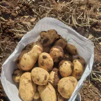 سیب جیلی  هم خوراکی هم بذری۴۰۳