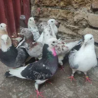 کبوتر
