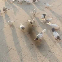 چهل چهار عدد کبوتر خوب