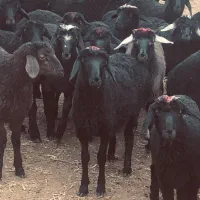 بره نرپرواری ریز قلم
