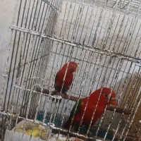 فروش جفت لوری پالتو زرد صدرصد مولد تضمینی
