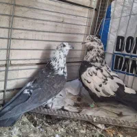 کبوتر|پرنده|مسجد سلیمان, |دیوار