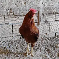 خروس گلین لری