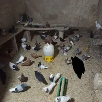 کمتر|پرنده|بهبهان, |دیوار