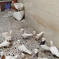 کبوتر