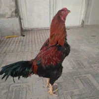 مرغ و خروس لاری