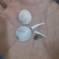 انگشتر ومهره اصل