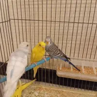 مرغ عشق بالغ و جوجه