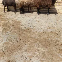 ۳ تا میش چاق چاق