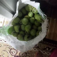 گردو تر|خوردنی و آشامیدنی|یاسوج, |دیوار