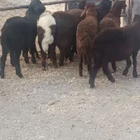 بره ریز.سبک .داشتی. گوسفند