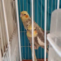 جفت عروس بالغ