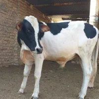 گاو گوساله