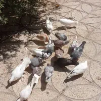 کبوتر