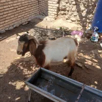 بز نر