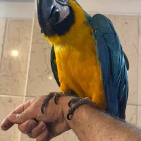 ارا فول رام دستی کلامدار