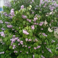 گاودانه،سیاه دانه