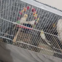 عروس هلندی باجوجه و لوازم