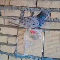 اشعل