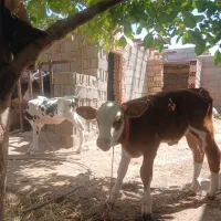 گوساله سیمینتال نروماده صنعتی جنس جنس