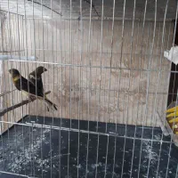 فروش جوجه قناری
