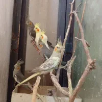 عروس هلندی