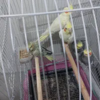عروس هلندی