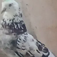 کفتر|پرنده|نهاوند, |دیوار