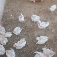 جوجه خروس